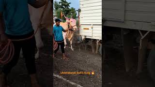 ತೇರಬಂಡಿ ಕಾ ಕಿಂಗ್ ರಾಜಾ 🙌💪bulls bull bailgada kannada song trending reels viral [upl. by Aicilanna233]