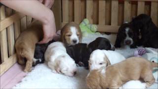 Cocker Spaniel Puppies Sleeping and Exploring [upl. by Deery]