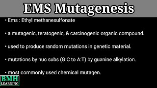 EMS Mutagenesis [upl. by Erdnaed335]