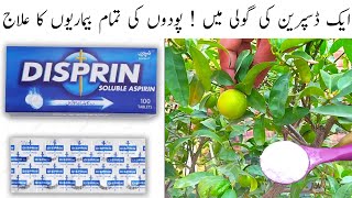 Use Disprin For Gardening And Get Amazing Results [upl. by Mecke]