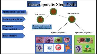 Hematopoietic Stem Cells [upl. by Itsyrc]