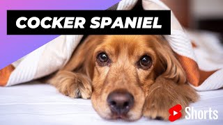 Cocker Spaniel 🐶 One Of The Smallest Dog Breeds In The Word shorts cockerspaniel dog [upl. by Locklin]