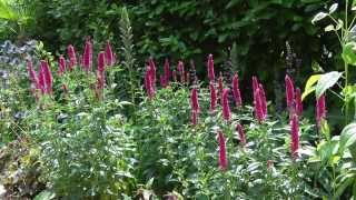 Veronica Longifolia First Series  Garden Plants [upl. by Eenwahs]