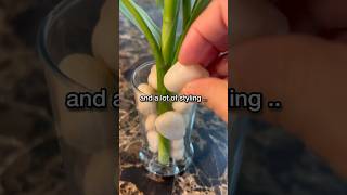 Plant propagation amp Plant Styling ♥️🌿plantstoriesbypoojaaparajita plantpropagation bamboo [upl. by Vergos]