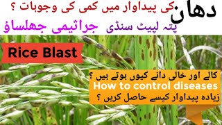 Rice Blast Rice diseases stem rot neck blastدھان کی بیماریاںRice cultivation [upl. by Kokaras]