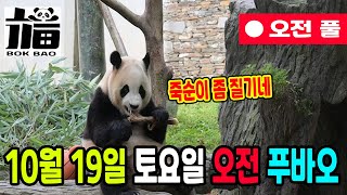 10월 19일 토요일 오전 푸바오 풀영상 입니다 오늘 죽순은 많이 질기네요 [upl. by Arianna]