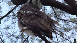 giant eagle owl [upl. by Naghem]