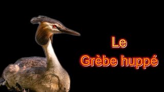 Le grèbe huppé [upl. by Faro]