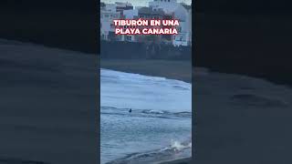 TIBURÓN siembra el PÁNICO en una PLAYA de CANARIAS [upl. by Thecla56]