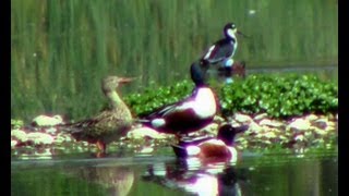 Pato Cucharón Northern Shoveler Anas clypeata by trucha1618xx [upl. by Lledniuq811]