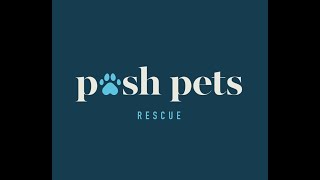 Posh Pets Rescue 2021 [upl. by Alden233]