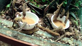 Lepidodactylus lugubris  Mourning gecko   social get together [upl. by Asilet]