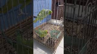 Parrots  talking parrots 🦜 🐦parrotvoice parrotsounds parrotnoises feed feedshorts birdsounds [upl. by Edaj]