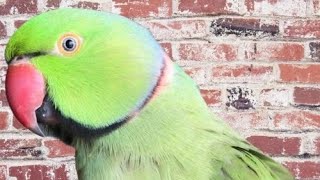 Alexandrine parakeet Parrot  Ringneck Talking Parrot [upl. by Radke727]