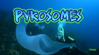 Pyrosome Facts [upl. by Nylknarf]