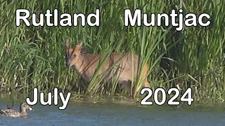 Rutland Muntjac Deer July 2024 [upl. by Ecinrev]