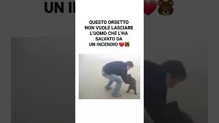 LORSETTO NON VUOLE LASCIARE LUOMO CHE LHA SALVATO [upl. by Aleda932]