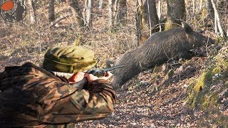 Chasse Sanglier En Battue  Un Grand Solitaire Hunting WILD BOAR [upl. by Aicirtam]