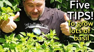 5 Tips How to Grow a Ton of Basil in One Container or Garden Bed [upl. by Getraer225]