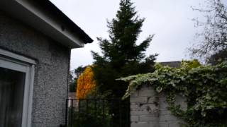 Trees blowing in strong winds in Kirkintilloch 27 September 2011 [upl. by Audras]