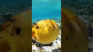 Puffer Fish Puffing Up In Amazement After Spotting Us [upl. by Ravilob]