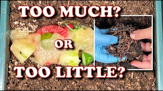 How To Manage Food amp Moisture In A Worm Bin  Vermicompost Worm Farm [upl. by Hpesoy]