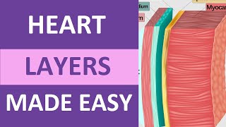 Heart Layers Anatomy Nursing Pericardium Epicardiium Endocardium [upl. by Lindahl576]