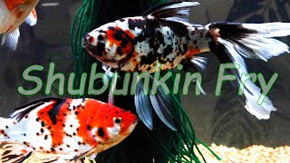 AAA Show Quality Shubunkin Goldfish FRY [upl. by Enelear578]