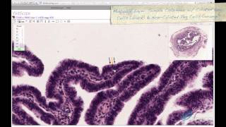 Histology Helper  Female Reproductive Histology [upl. by Attennod]