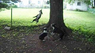 Three Boston Terriers on ONE ROPE [upl. by Repinuj]