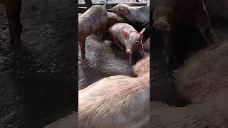 A DAY IN MY LIFE shorts youtubeshorts pig farming piglet [upl. by Armalla892]