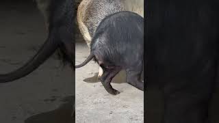 shorts pig wildboar minipig piggy pigs piglife minipigs piglove cutepig piglet [upl. by Bardo]