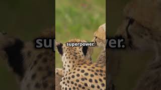 Cheetahs Speed and Beauty Unleashed bigcats wildlife cheetah [upl. by Lalat]