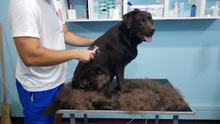 Full Labrador Deshedding Time Lapse [upl. by Selim881]