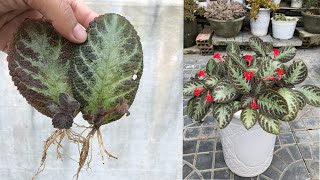 How to propagate Episcia cupreata Hanst plant by leaves [upl. by Kcirrag]