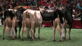 International Holstein Show Junior 3yearolds [upl. by Novrej814]