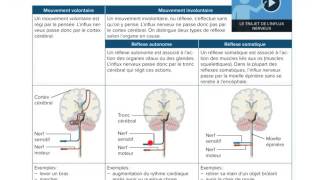 8 Système nerveux autonome  Physiologie 1ére MED [upl. by Tiffany]