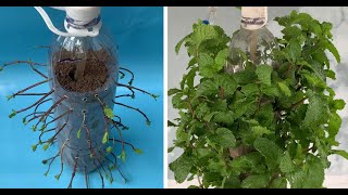 Plant Mint with plastic bottles [upl. by Fulbright]