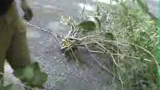 How to Remove Forsythia Bushes the Gardenfork Way [upl. by Eckel]