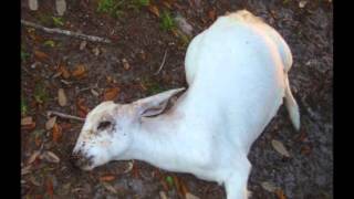 How to prevent and treat goat diseases Imikhuhlane Yembuzi Goat Diseases [upl. by Sekyere443]