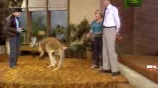 Kangaroo boxing gets the better of his trainer on US TV [upl. by Niatirb]