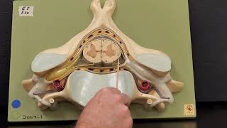 Professor Long 2401 Lab Spinal Cord Anatomy [upl. by Ladew]