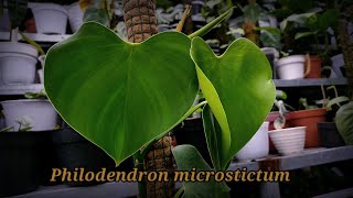 philodendron microstictum [upl. by Lewej]