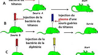 Leçon  Immunité spécifique humorale  SVT  3AC [upl. by Layap]