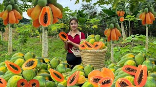 VIDEO FULL 45 days of harvesting papaya and cassava to sell at the market  gardening and farm [upl. by Bandler841]