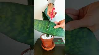 Whale Fin Sansevieria Masoniana PROPAGATION [upl. by Atiuqrehs]