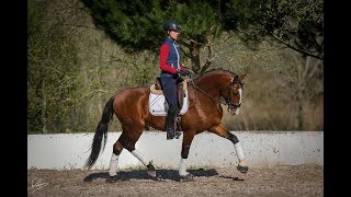 SOLD Gold Medal Piro Free Lusitano REF269 [upl. by Anal]