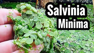 Salvinia Minima Care amp Growth Benefits [upl. by Rintoul]