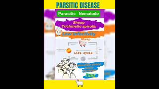 Trichinosis in sheep🤔Trichinella spiralis foodborne helminthicMuscle👍Parasitology👍🔬✅ [upl. by Petra]