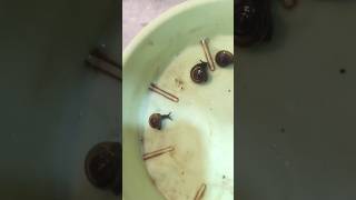 Mini vlog of plant insects plants viralshort reels like share subscribe green plantlover [upl. by Mallina]